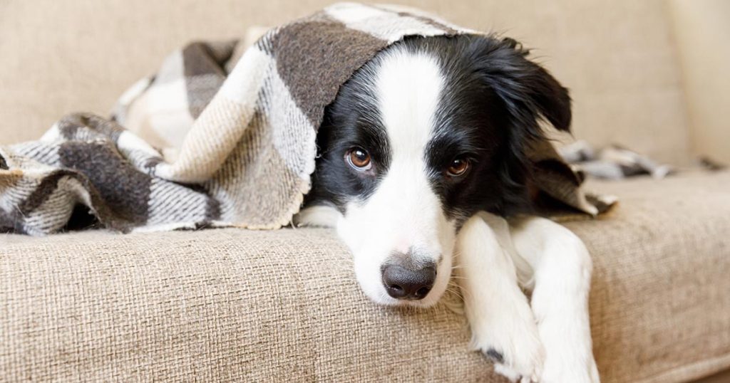 Black and white border collie dog sitting on a couch wrapped in a blanket, symbolizing the warmth of an efficient heating system in New York homes.